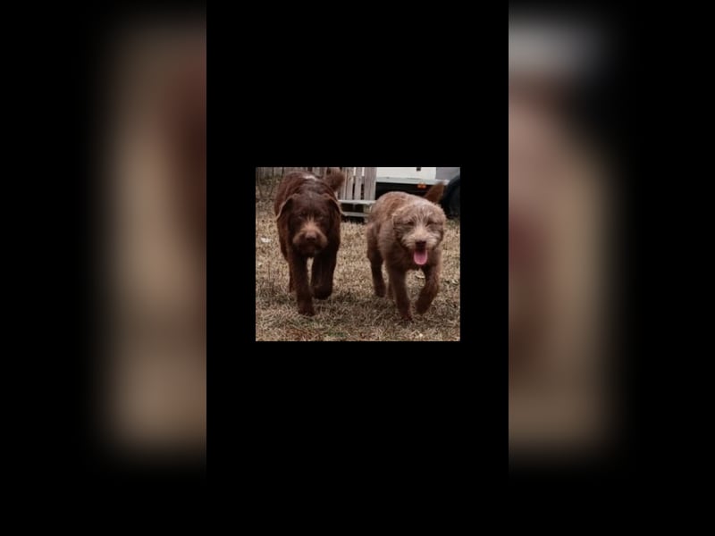 Frakk ein Herz zum verlieben