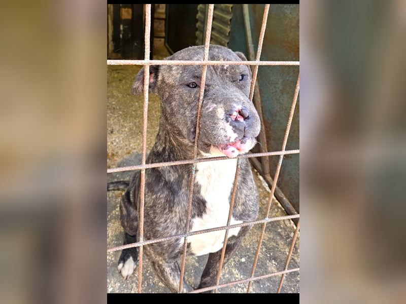 Bella großes Leid, trotzdem sehr viel Liebe!!!