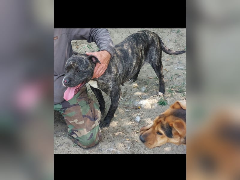 Bella großes Leid, trotzdem sehr viel Liebe!!!