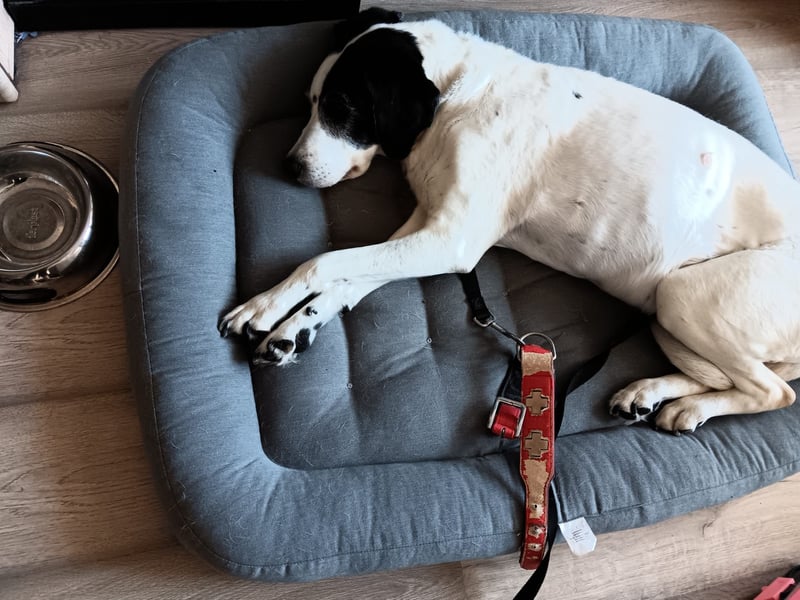 Moja sucht ihr Haus mit Garten wer kann der Seniorin den Wunsch erfüllen