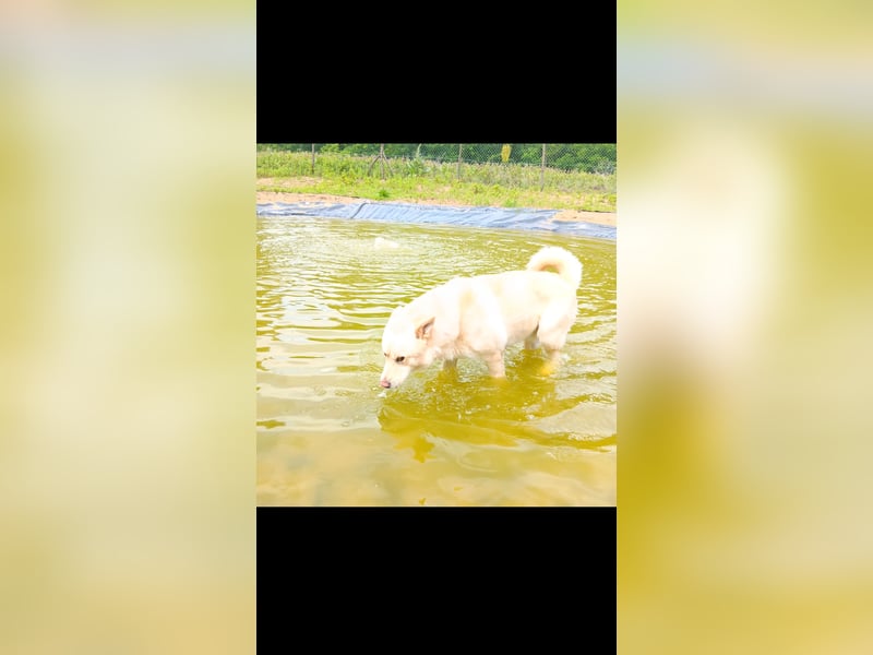 Azadi aktiver Begleiter sucht dich!
