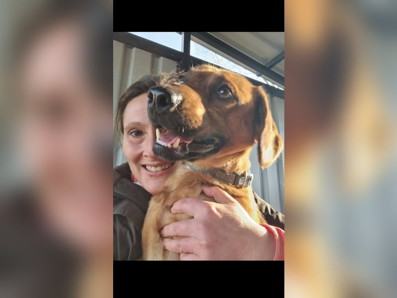 Astra feinfühliger Vizla sucht dich