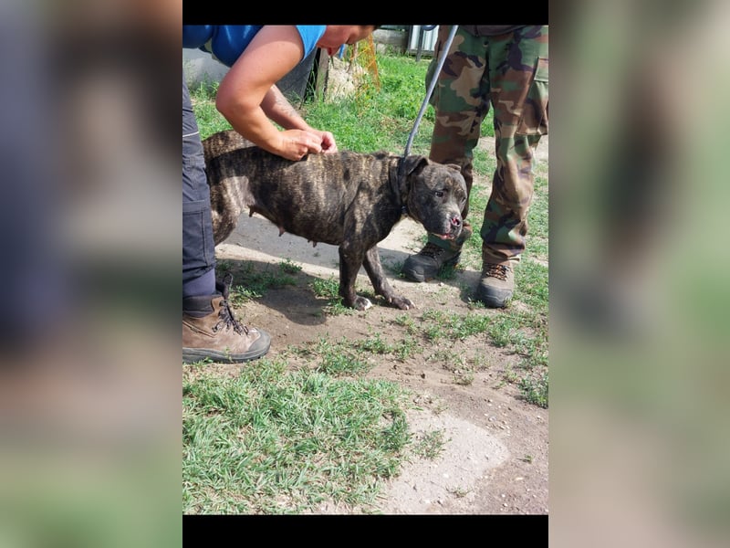 Bella großes Leid, trotzdem sehr viel Liebe!!!