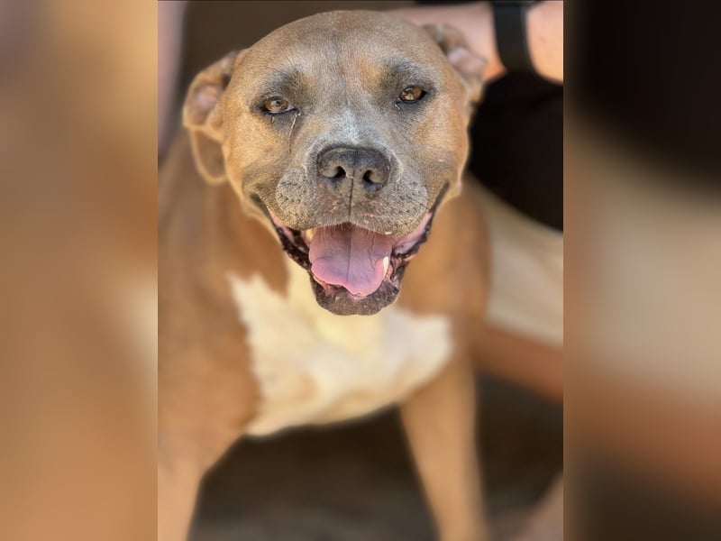 Kira - Pitbull