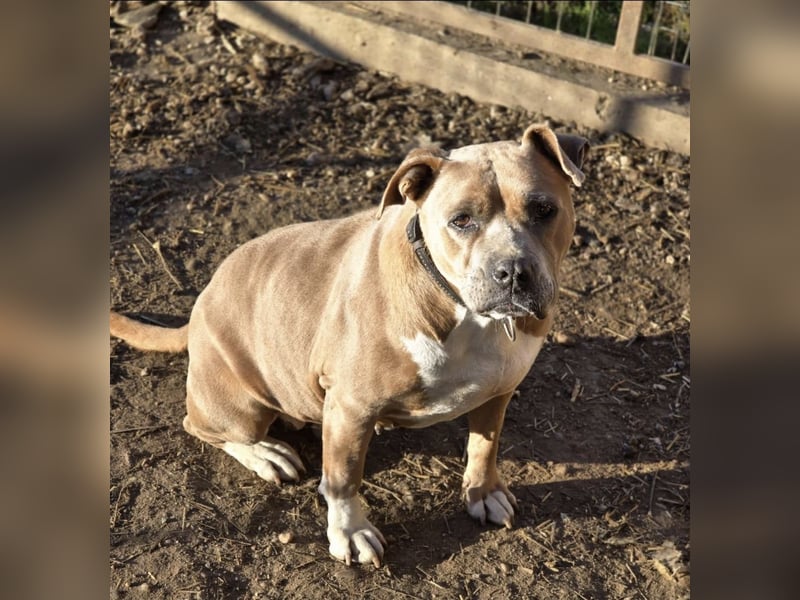 Kira - Pitbull