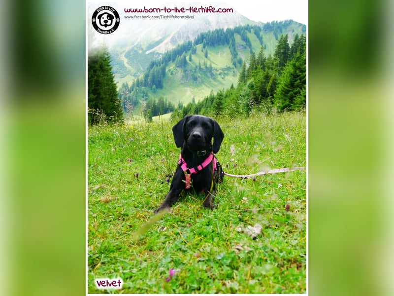 Velvet sucht ein neues Zuhause