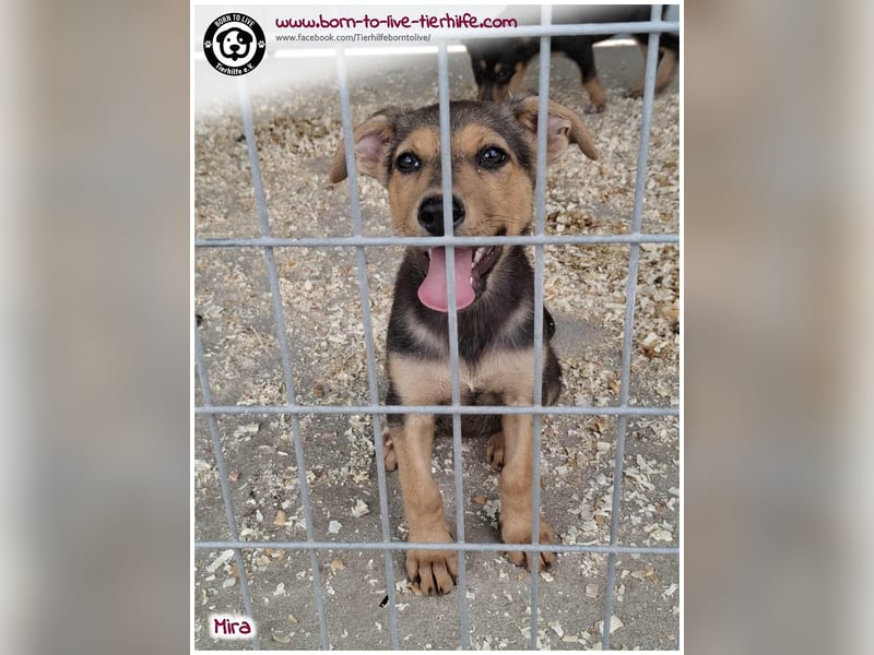 Welpen- Mädchen Mira sucht ein Körbchen