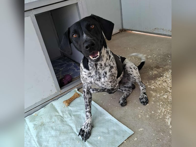 Handicap Fellnasse Lenny sucht ein Zuhause für immer