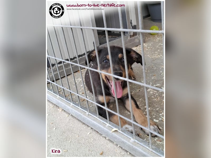 Welpen- Mädchen Kira sucht ein Körbchen