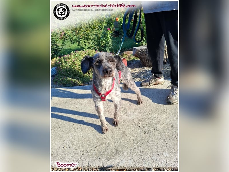 Boomer sucht ein Zuhause für immer