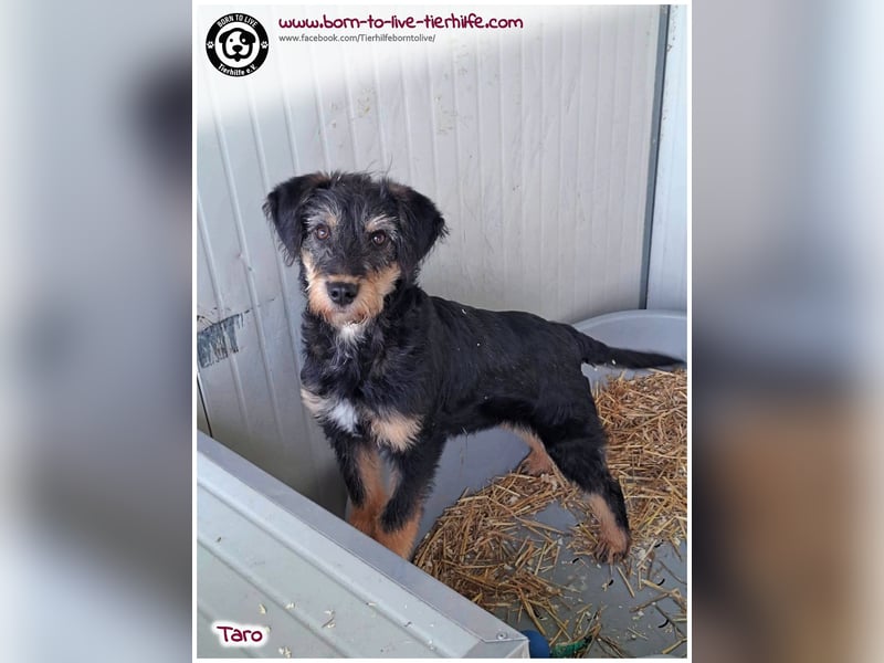 Einfühlsame Menschen gesucht für unseren süßen Taro