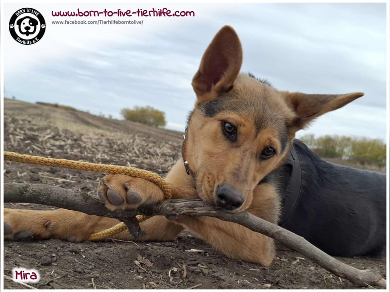 Welpen- Mädchen Mira sucht ein Körbchen