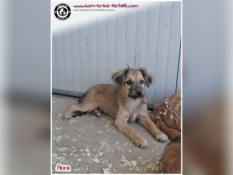 Kleine Akira auf der Suche nach ein Zuhause