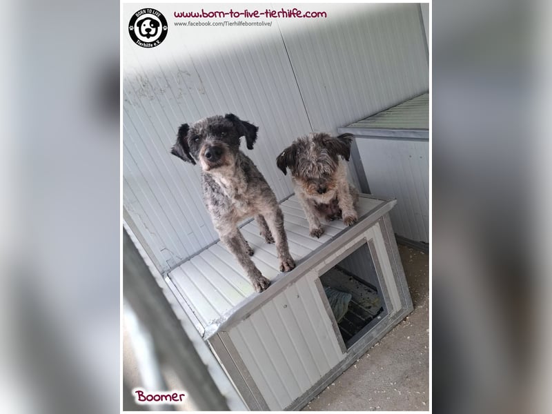 Boomer sucht ein Zuhause für immer