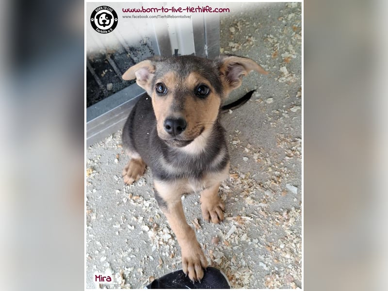 Welpen- Mädchen Mira sucht ein Körbchen