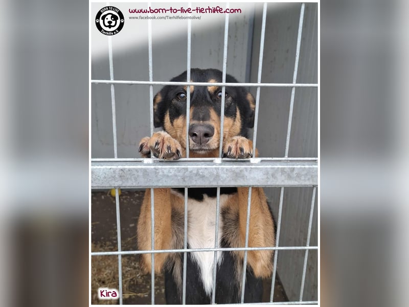 Welpen- Mädchen Kira sucht ein Körbchen