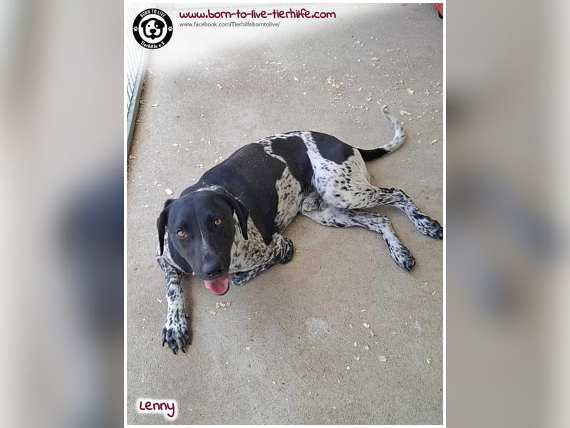 Handicap Fellnasse Lenny sucht ein Zuhause für immer