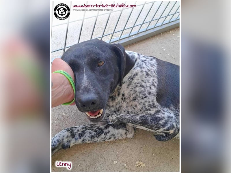 Handicap Fellnasse Lenny sucht ein Zuhause für immer