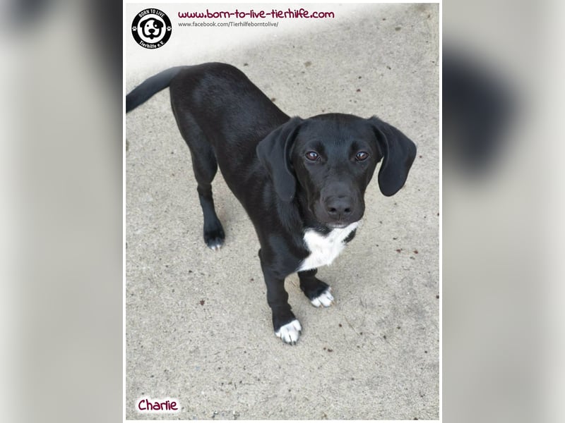 Welpenjunge Charlie sucht ein Zuhause