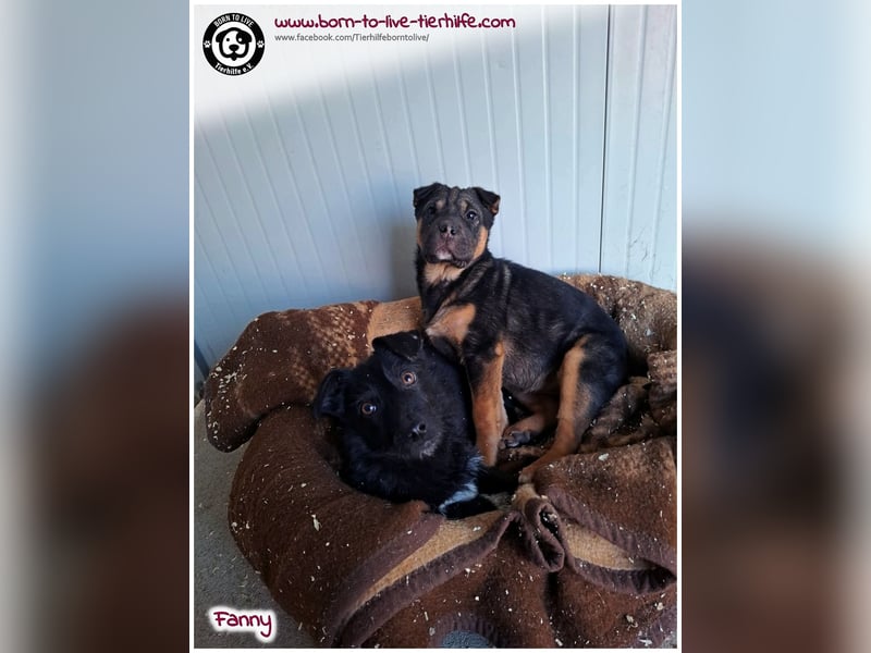 FANNY auf der Suche nach ihren Menschen