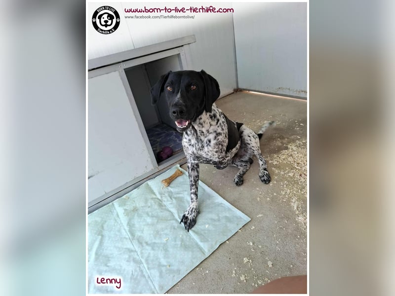 Handicap Fellnasse Lenny sucht ein Zuhause für immer