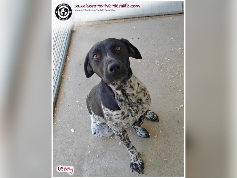 Handicap Fellnasse Lenny sucht ein Zuhause für immer