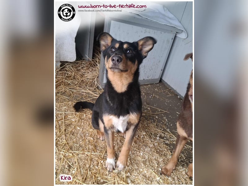 Welpen- Mädchen Kira sucht ein Körbchen