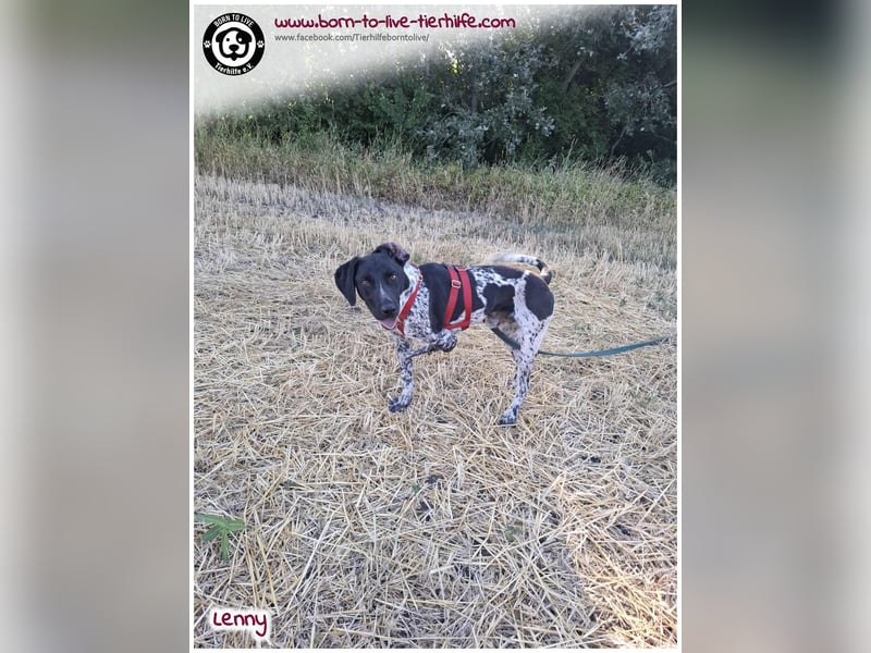 Handicap Fellnasse Lenny sucht ein Zuhause für immer