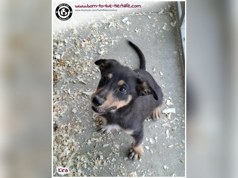 Welpen- Mädchen Kira sucht ein Körbchen