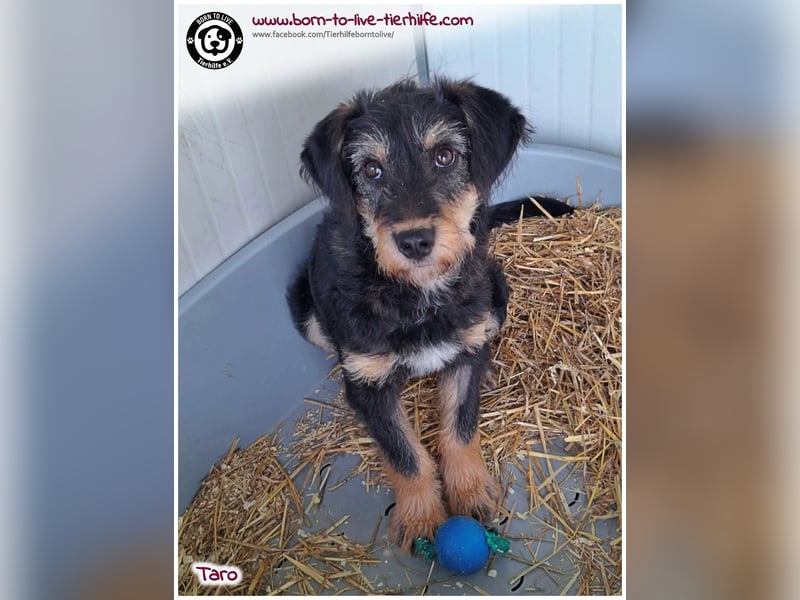 Einfühlsame Menschen gesucht für unseren süßen Taro