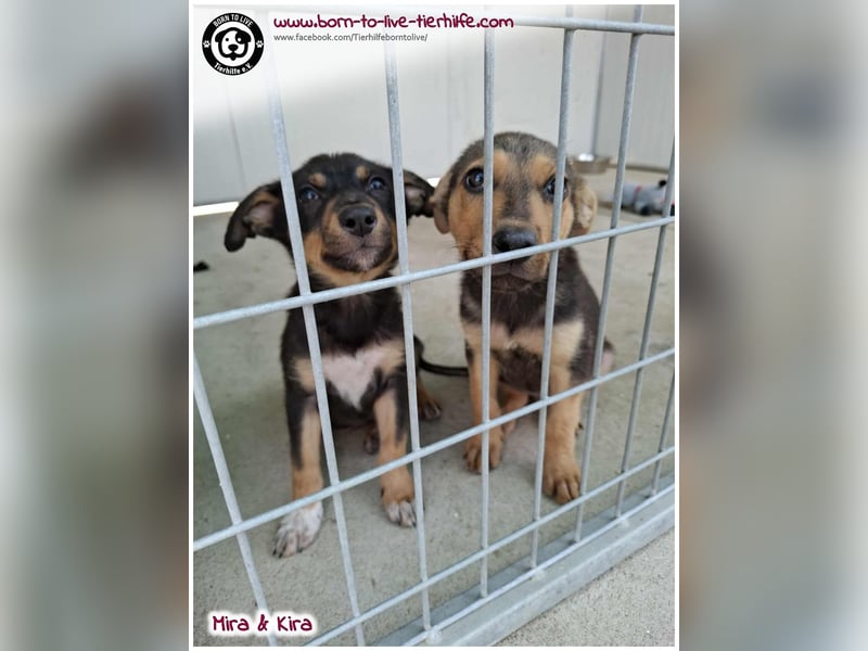 Welpen- Mädchen Kira sucht ein Körbchen