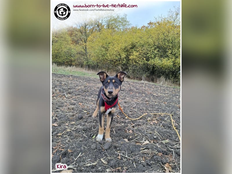 Welpen- Mädchen Kira sucht ein Körbchen