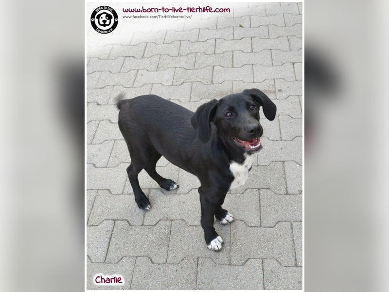 Welpenjunge Charlie sucht ein Zuhause