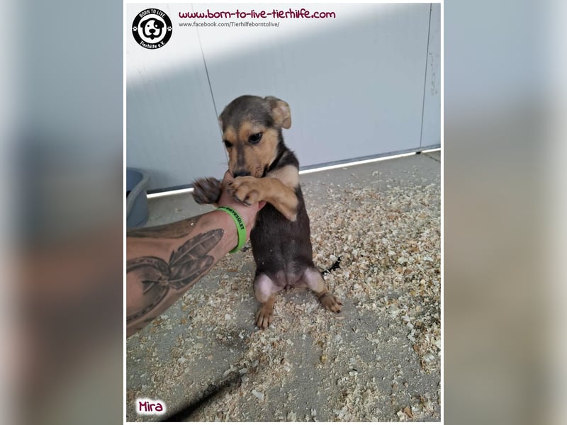 Welpen- Mädchen Mira sucht ein Körbchen