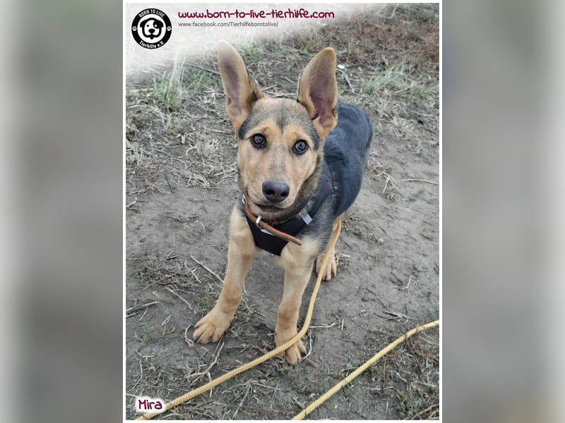 Welpen- Mädchen Mira sucht ein Körbchen