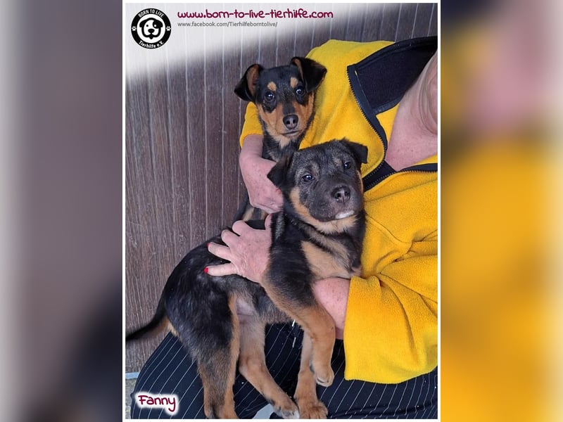 FANNY auf der Suche nach ihren Menschen