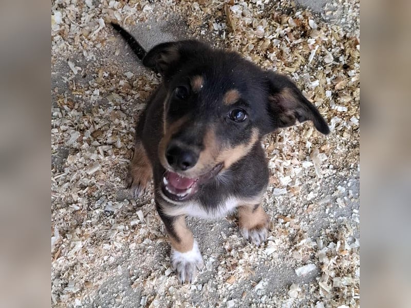 Welpen- Mädchen Kira sucht ein Körbchen