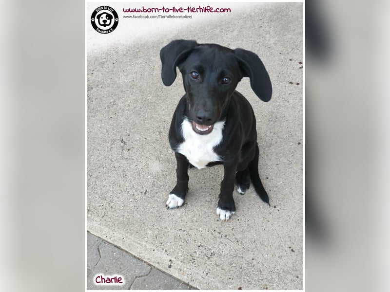 Welpenjunge Charlie sucht ein Zuhause