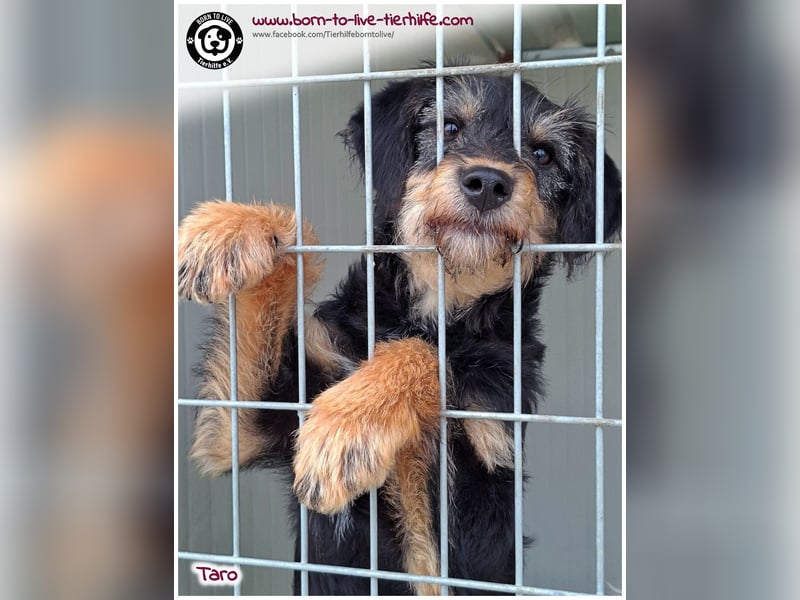 Einfühlsame Menschen gesucht für unseren süßen Taro