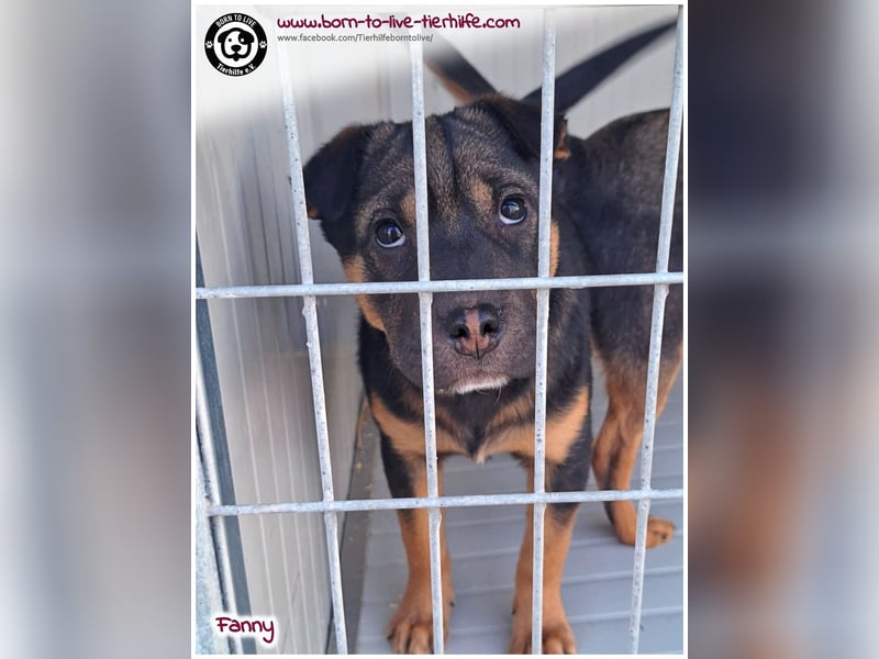 FANNY auf der Suche nach ihren Menschen