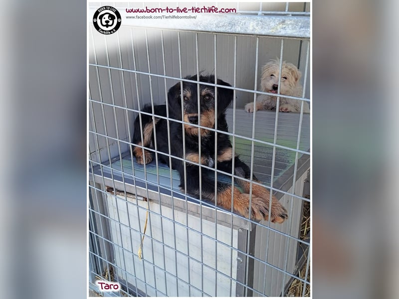 Einfühlsame Menschen gesucht für unseren süßen Taro