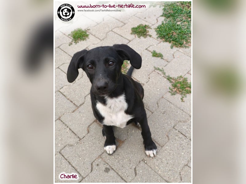 Welpenjunge Charlie sucht ein Zuhause