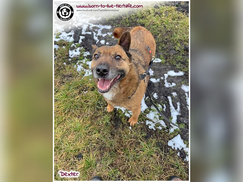 Dexter sucht ein Zuhause