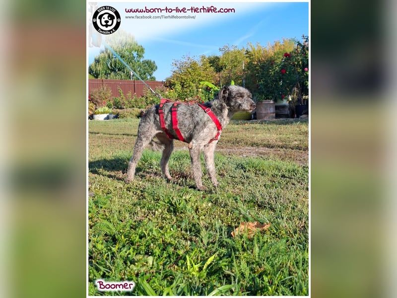 Boomer sucht ein Zuhause für immer