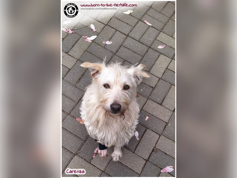 Bildhübsche Carenza sucht ein Zuhause