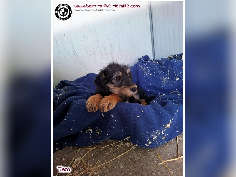 Einfühlsame Menschen gesucht für unseren süßen Taro