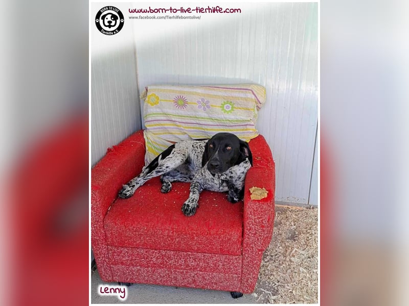 Handicap Fellnasse Lenny sucht ein Zuhause für immer