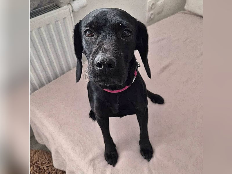 Velvet sucht ein neues Zuhause