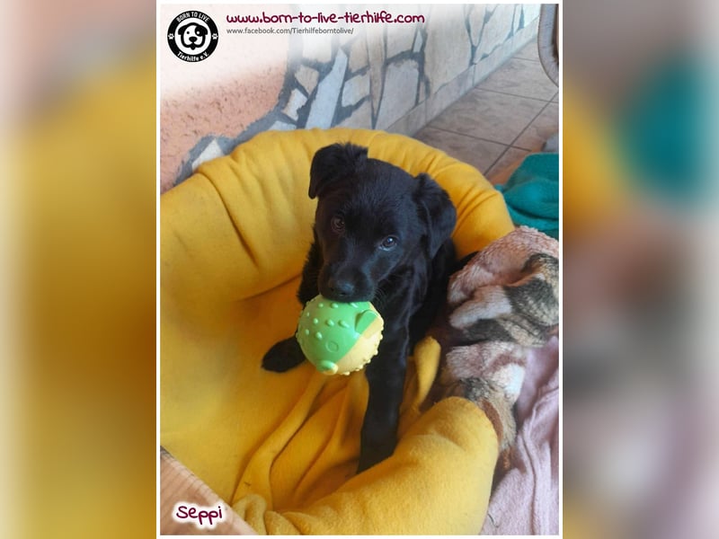 Kleiner Seppi sucht ein Körbchen