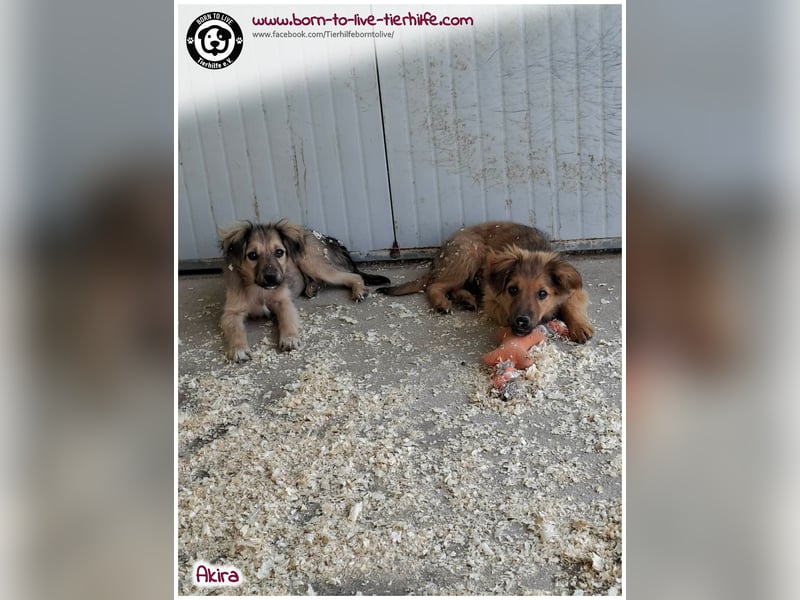 Kleine Akira auf der Suche nach ein Zuhause
